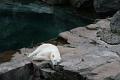 zoo 019